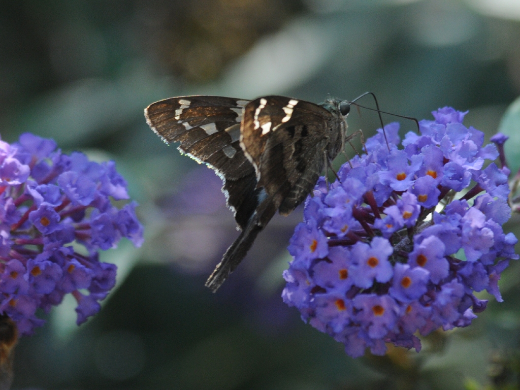 Long-tailed-Skipper-AD