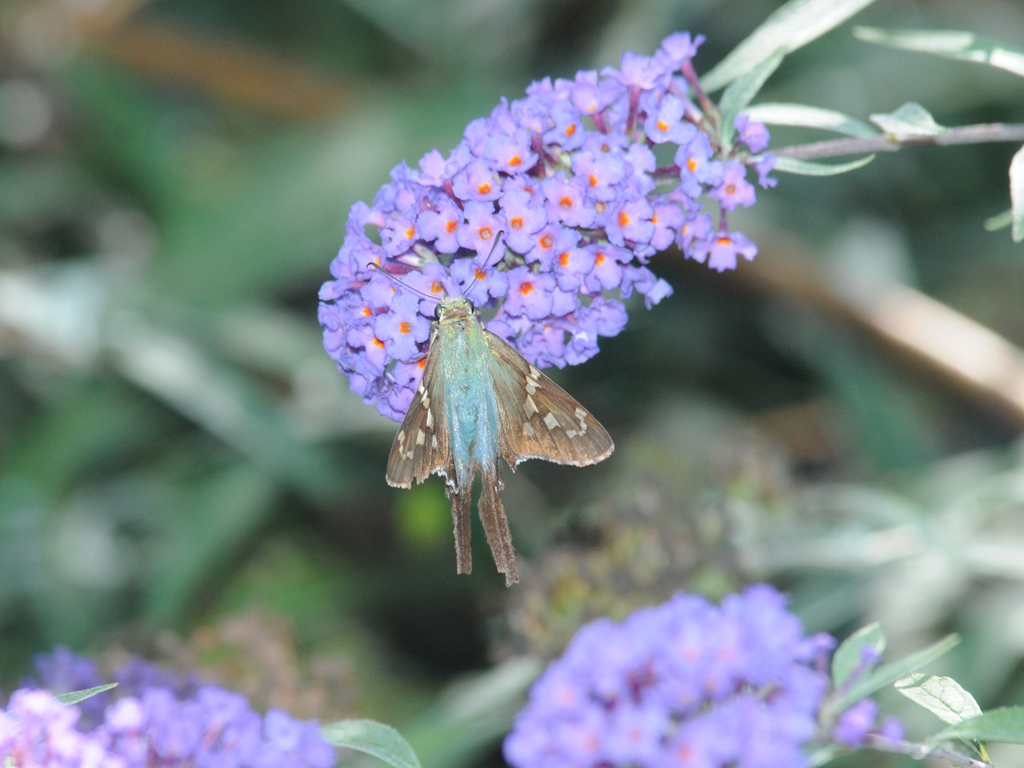 Long-tailed-Skipper-AE