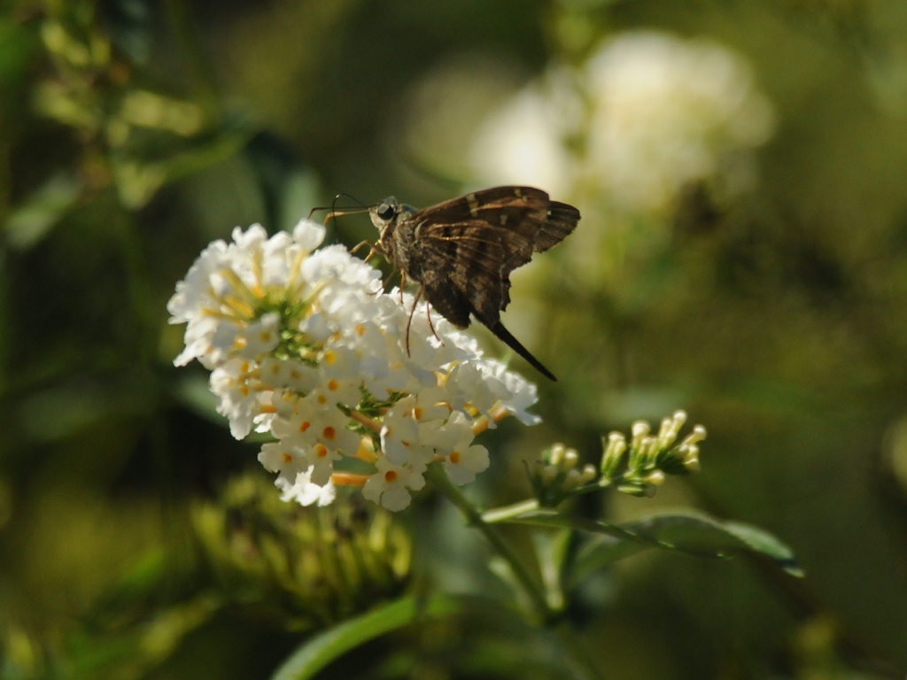 Long-tailed-Skipper-AF