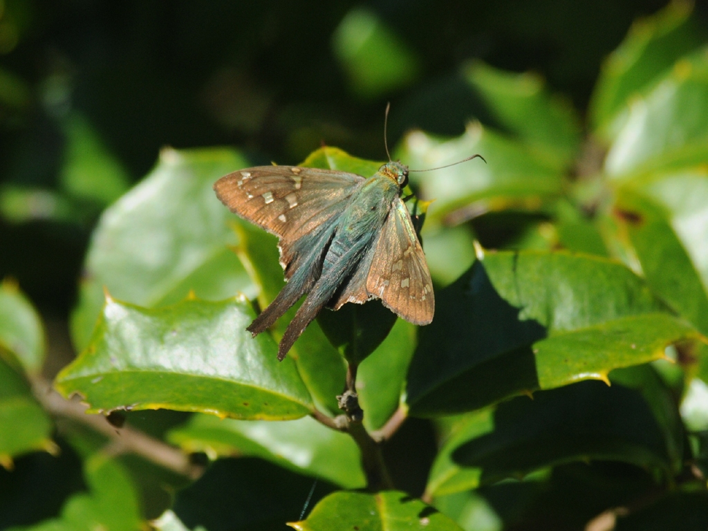 Long-tailed-Skipper-AG