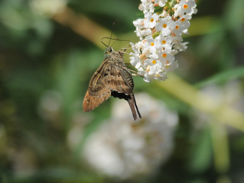 Long-tailed-Skipper-AH