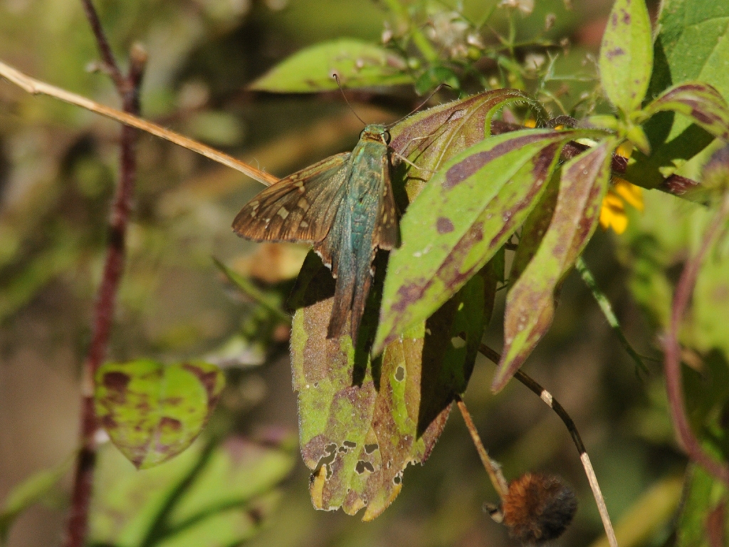 Long-tailed-Skipper-AI