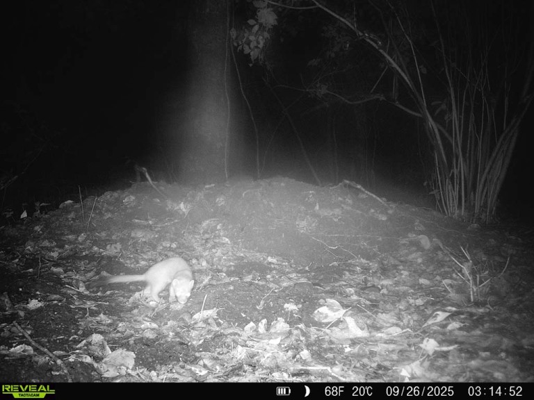 L-T-Weasel_AB