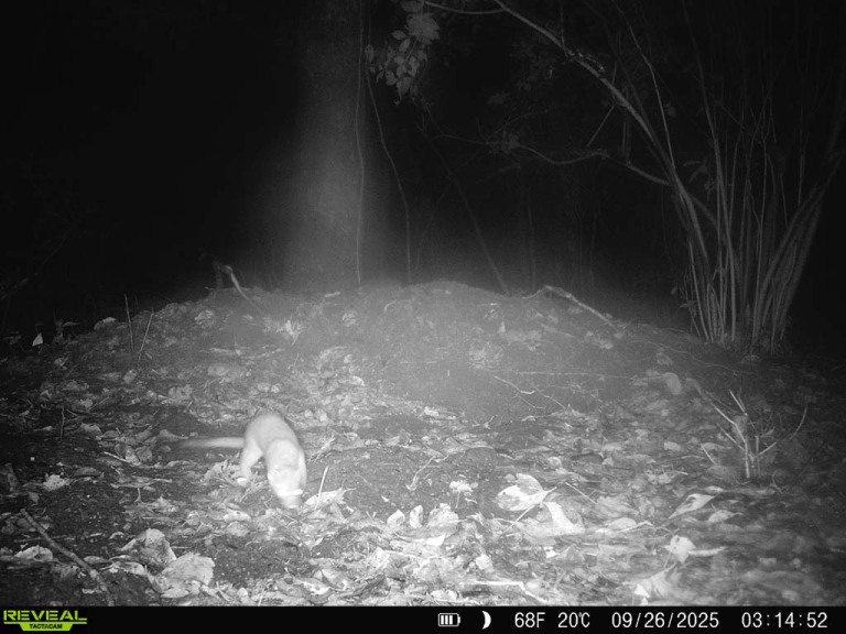 L-T-Weasel_AC