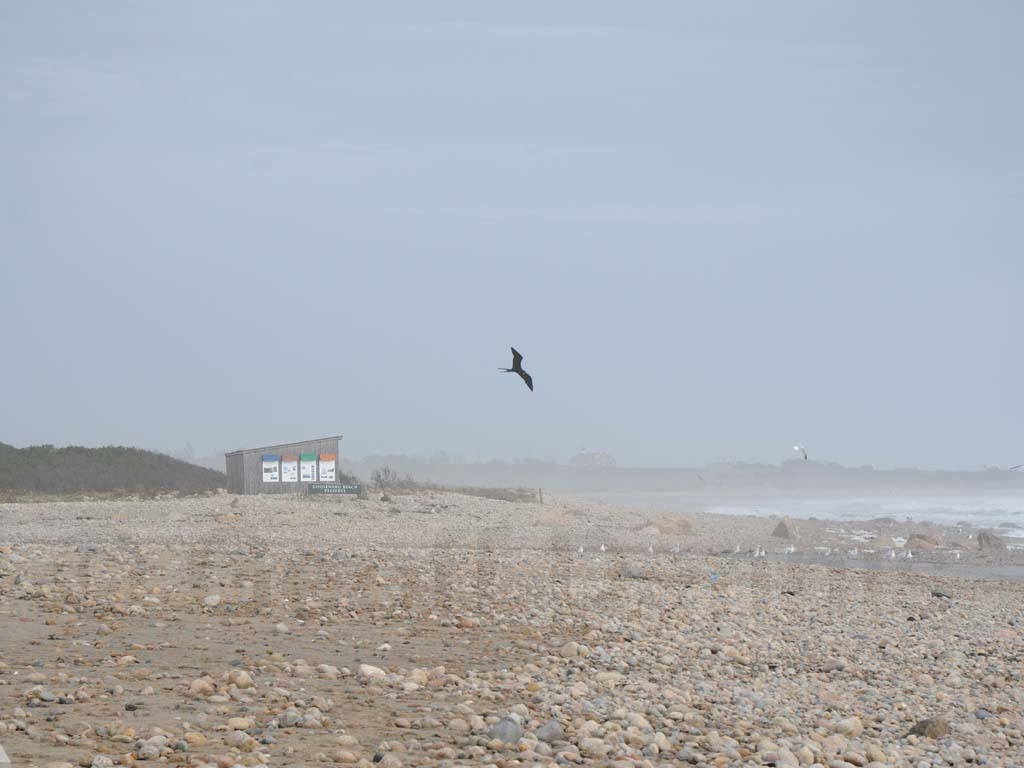 MAFR-AA_Magnificent-Frigatebird