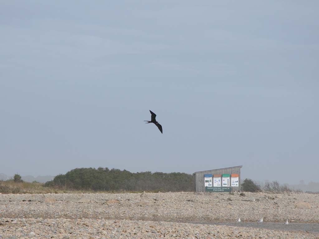MAFR-AB_Magnificent-Frigatebird