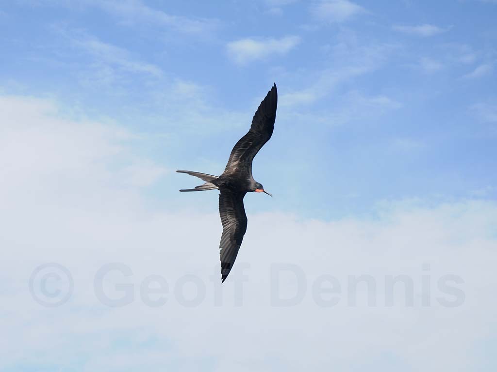 MAFR-AC_Magnificent-Frigatebird