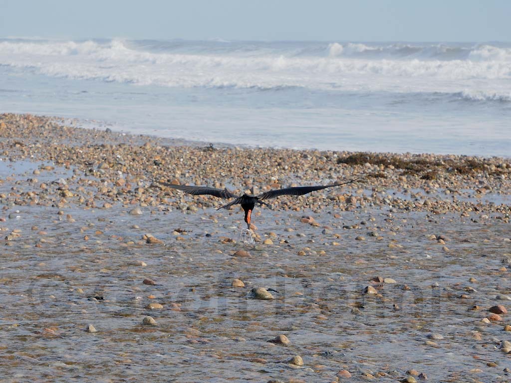 MAFR-AD_Magnificent-Frigatebird