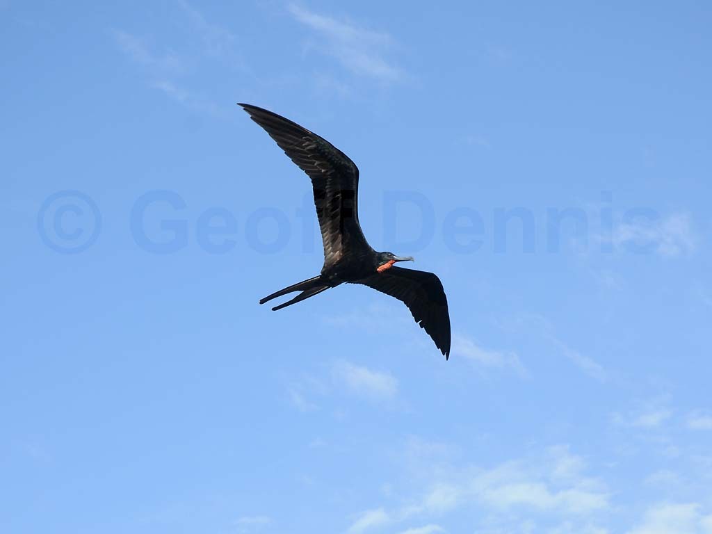 MAFR-AE_Magnificent-Frigatebird