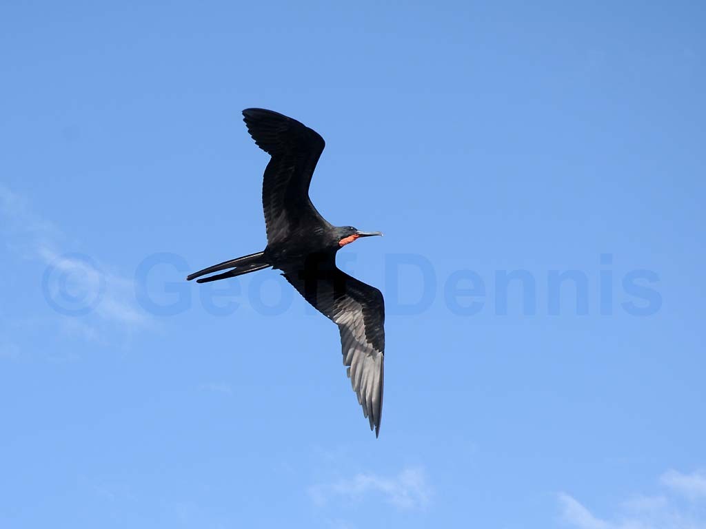 MAFR-AF_Magnificent-Frigatebird