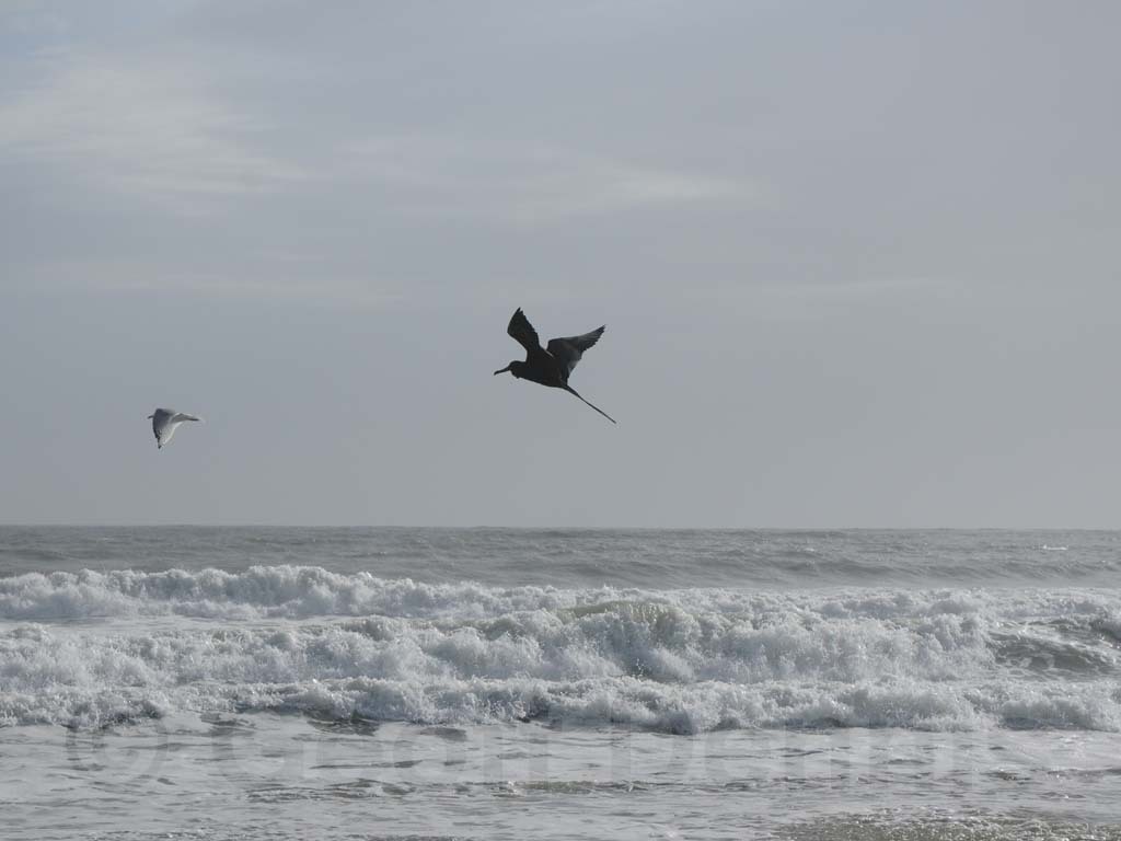 MAFR-AG_Magnificent-Frigatebird