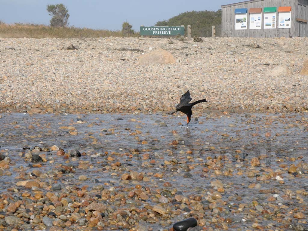 MAFR-AJ_Magnificent-Frigatebird