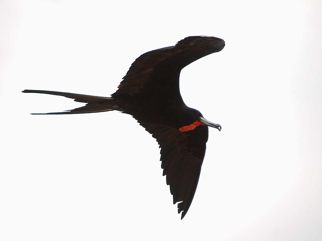 MAFR-AK_Magnificent-Frigatebird