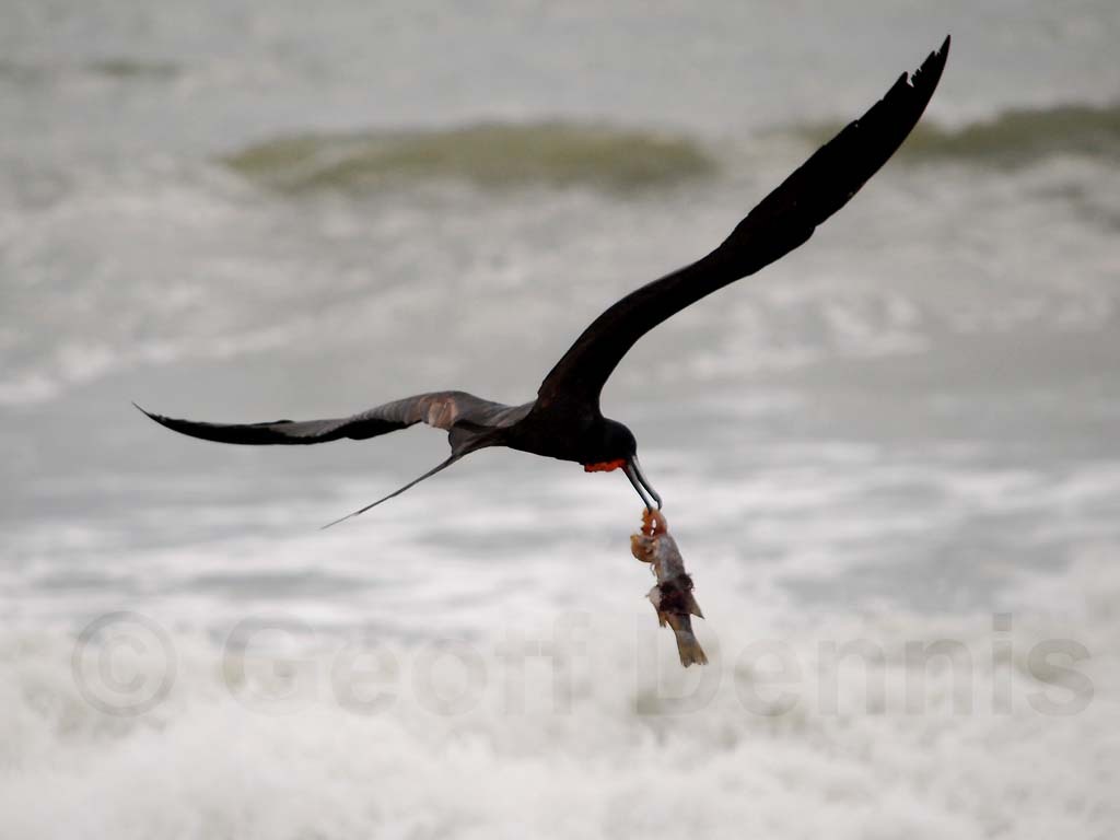 MAFR-AL_Magnificent-Frigatebird