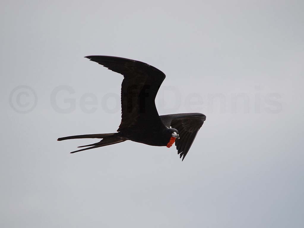 MAFR-AM_Magnificent-Frigatebird
