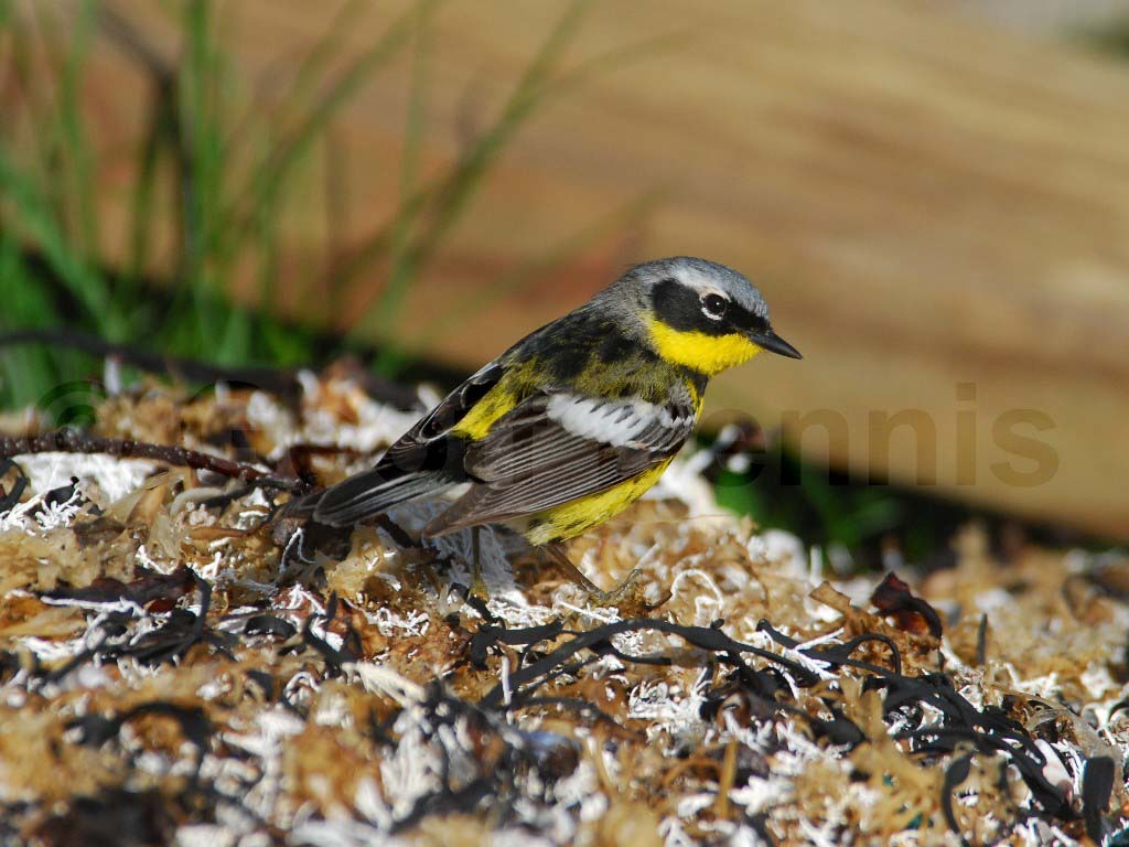 MAWA-AA_Magnolia-Warbler