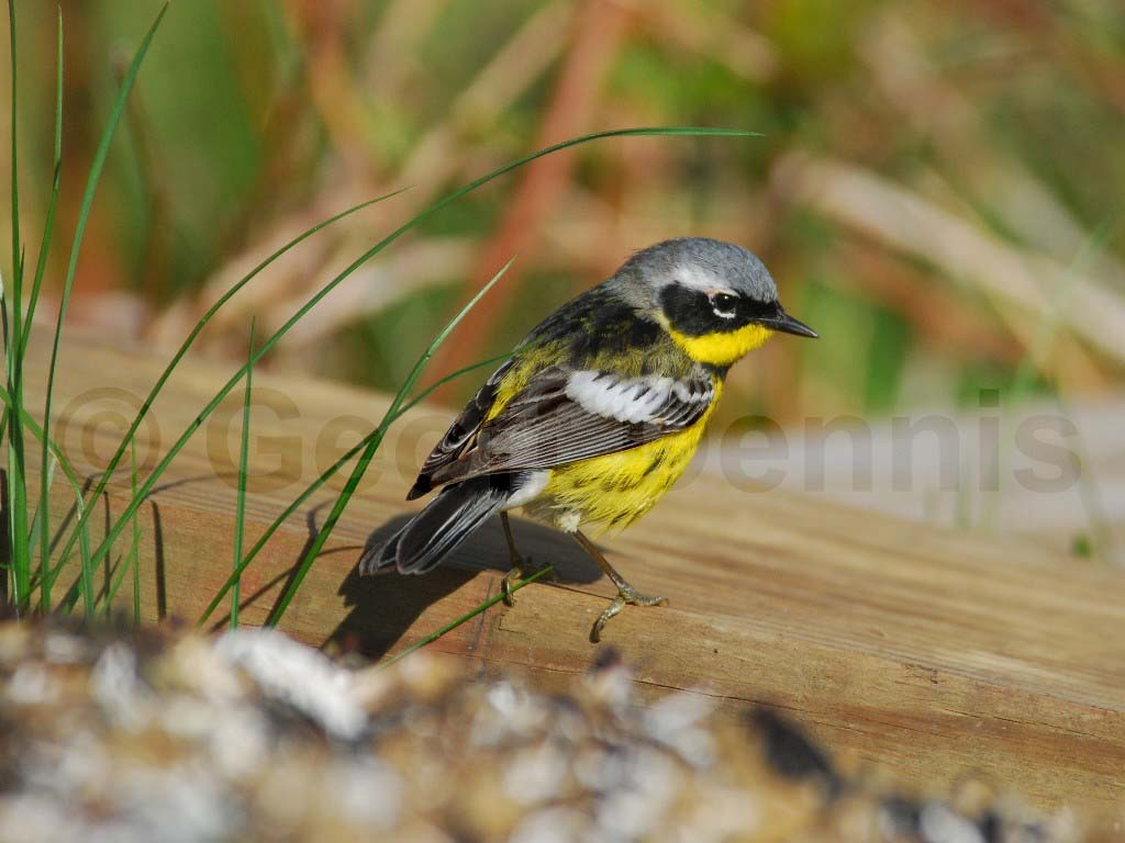 MAWA-AB_Magnolia-Warbler