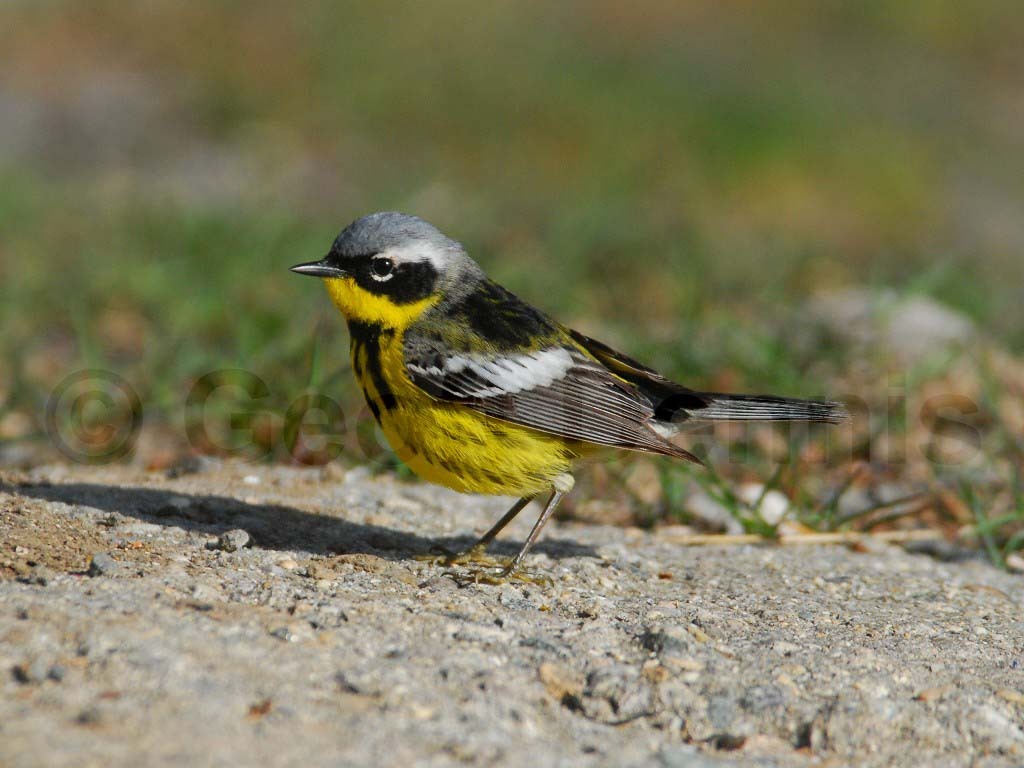 MAWA-AC_Magnolia-Warbler