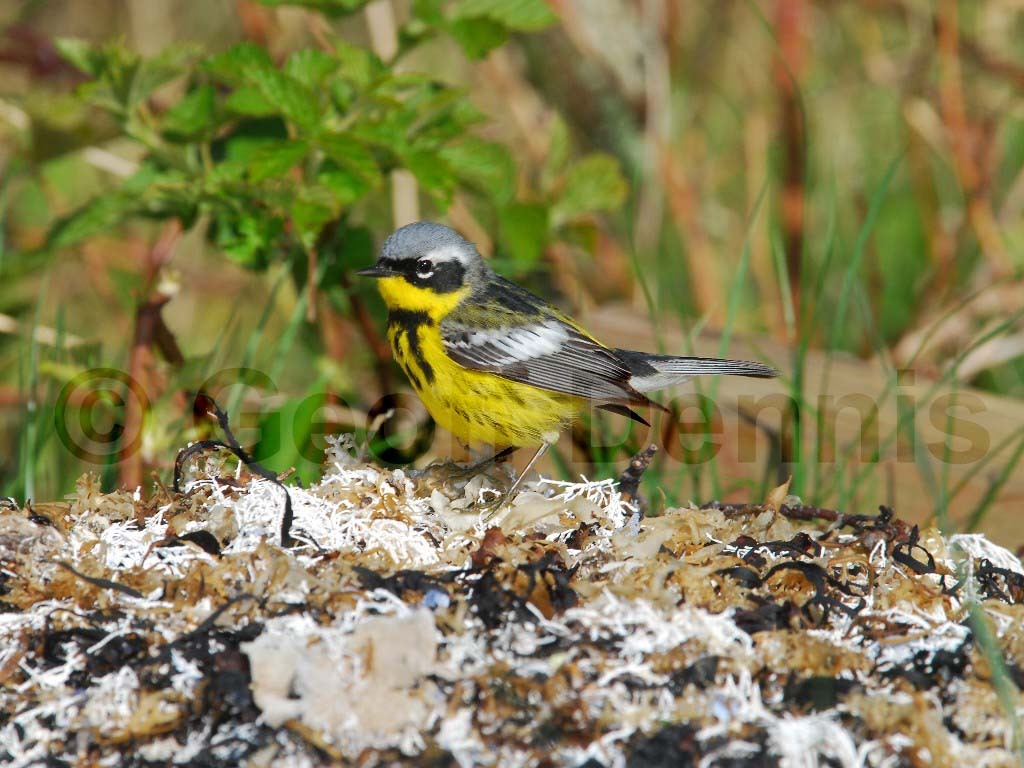 MAWA-AD_Magnolia-Warbler