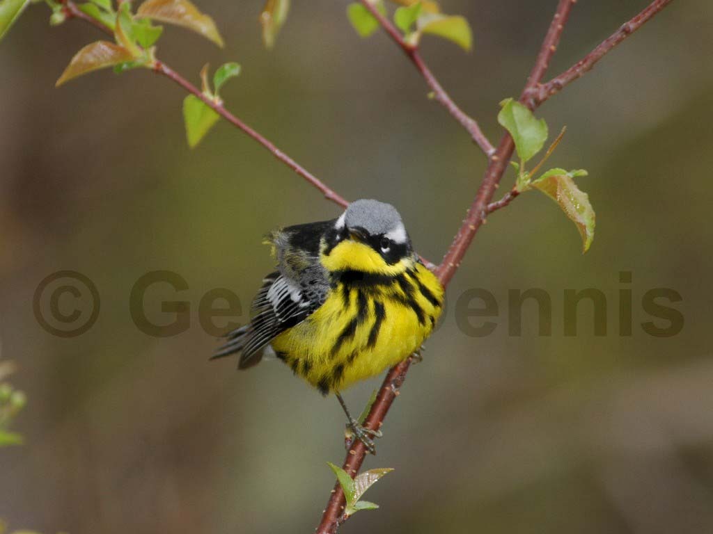 MAWA-AE_Magnolia-Warbler