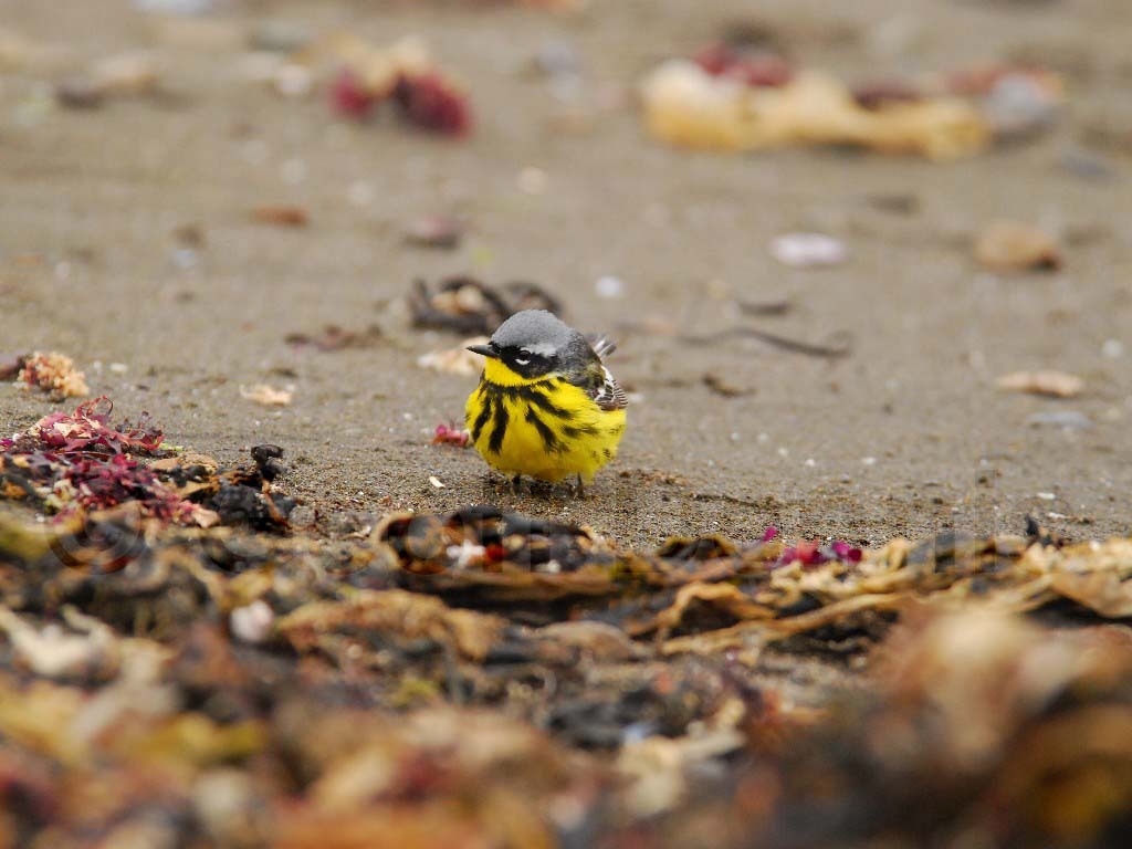 MAWA-AF_Magnolia-Warbler