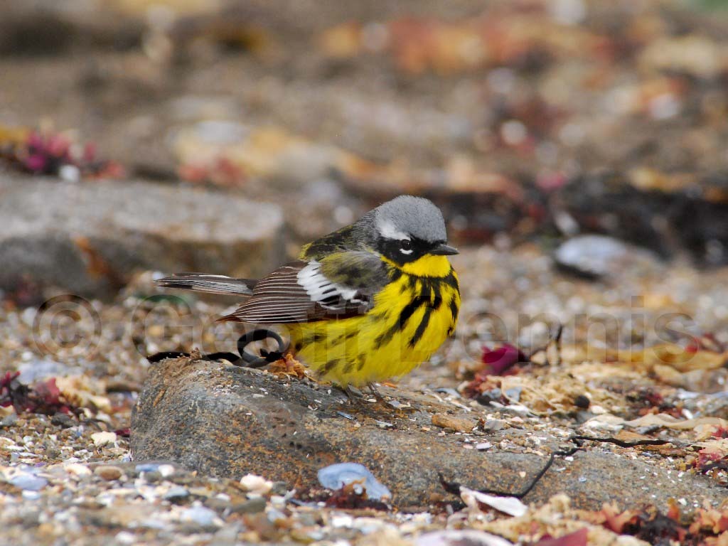 MAWA-AG_Magnolia-Warbler