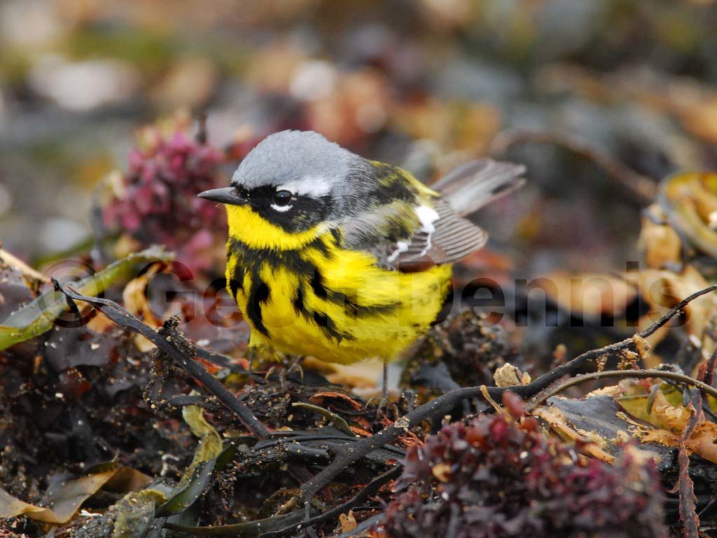 MAWA-AH_Magnolia-Warbler