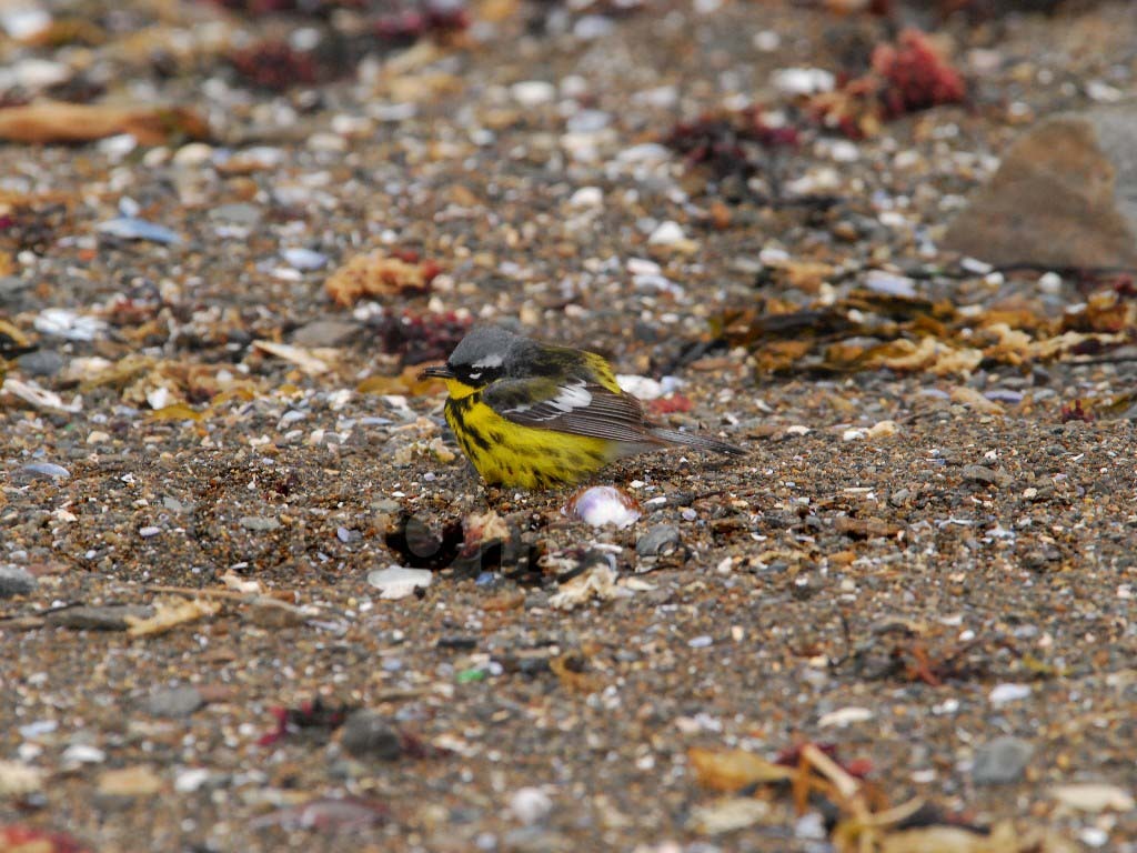 MAWA-AI_Magnolia-Warbler