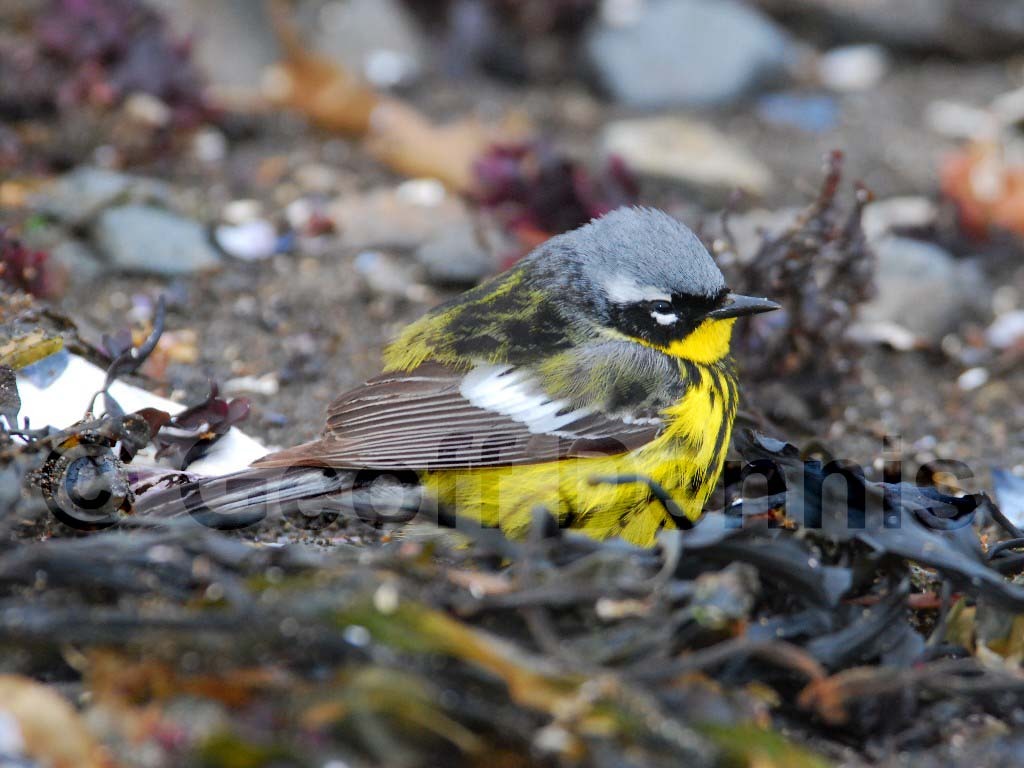 MAWA-AJ_Magnolia-Warbler