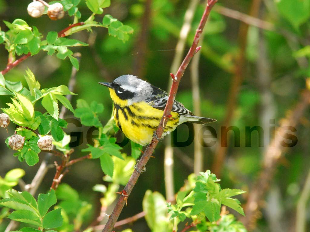MAWA-AK_Magnolia-Warbler
