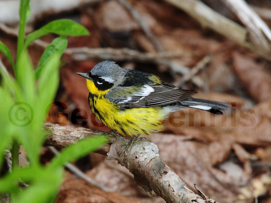 MAWA-AL_Magnolia-Warbler