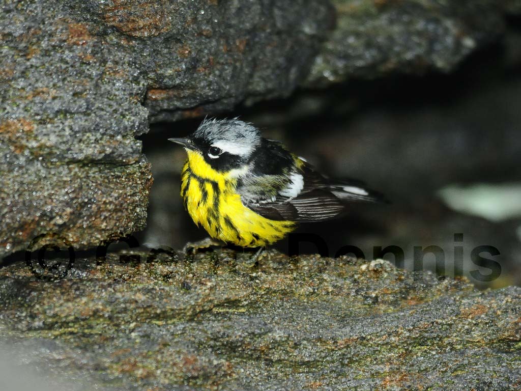 MAWA-AM_Magnolia-Warbler