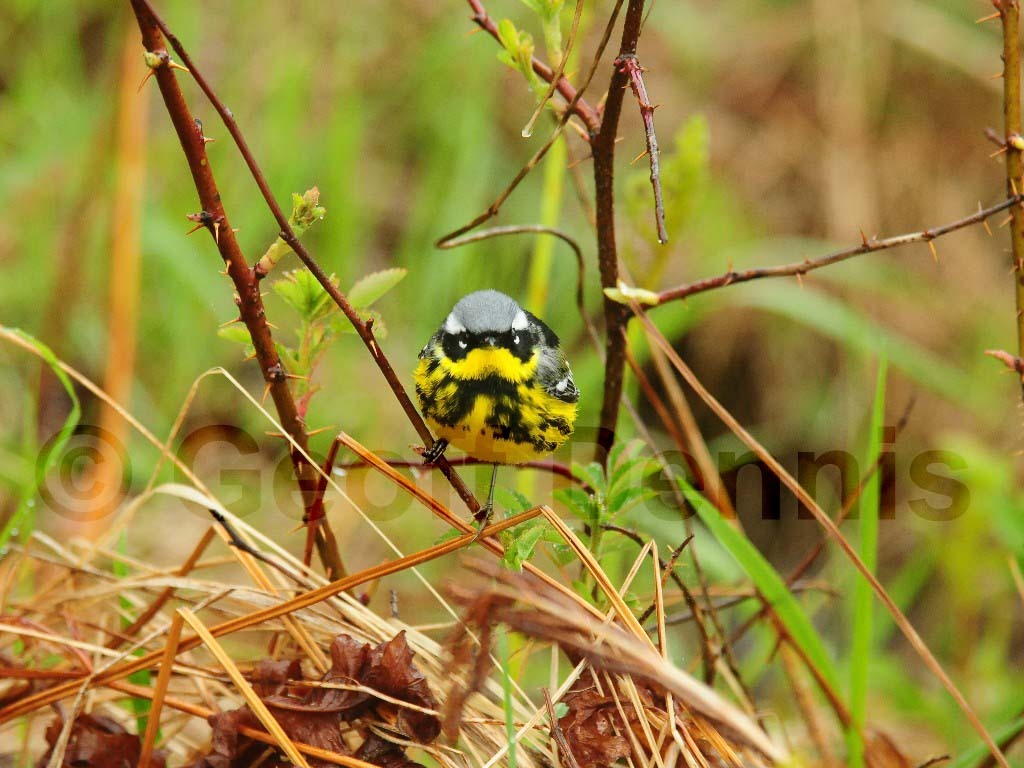 MAWA-AN_Magnolia-Warbler