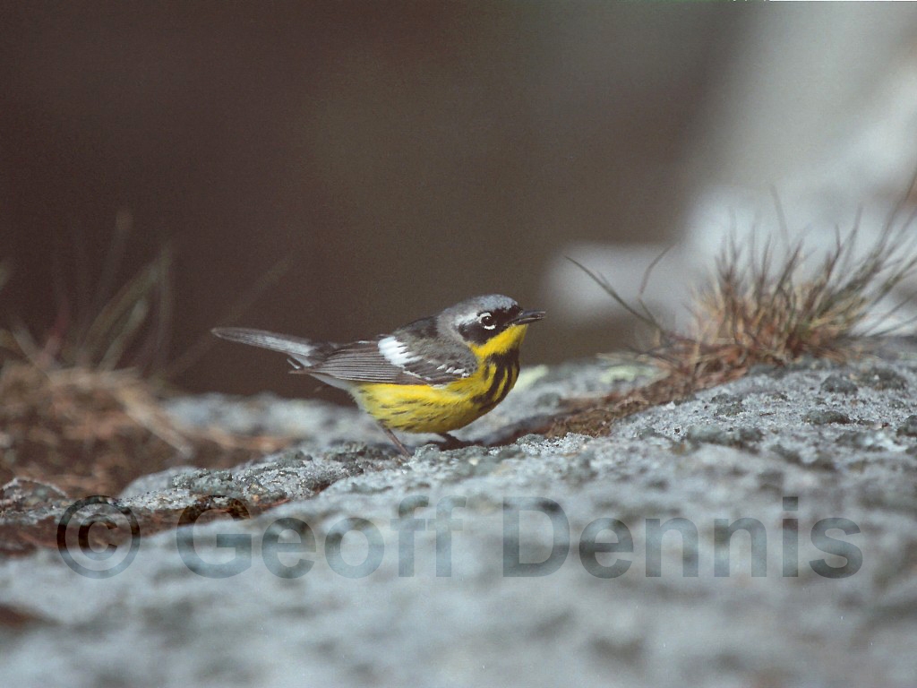 MAWA-AO_Magnolia-Warbler