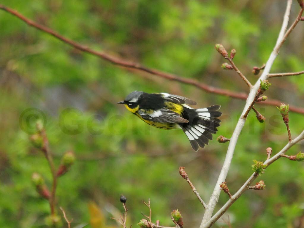 MAWA-AP_Magnolia-Warbler