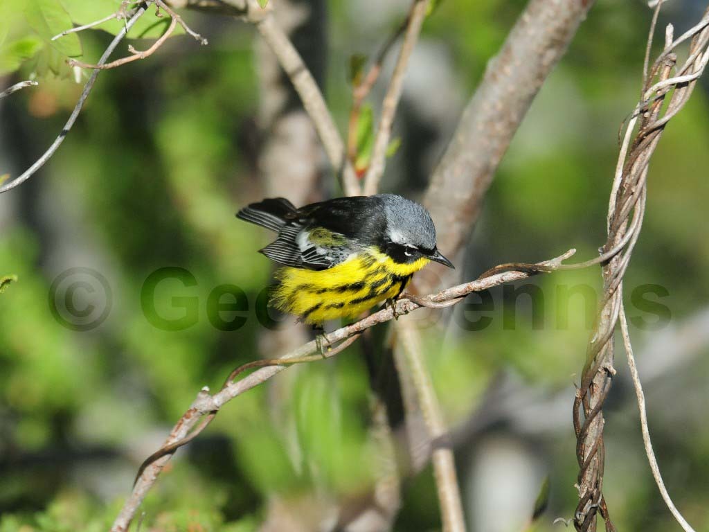 MAWA-AQ_Magnolia-Warbler