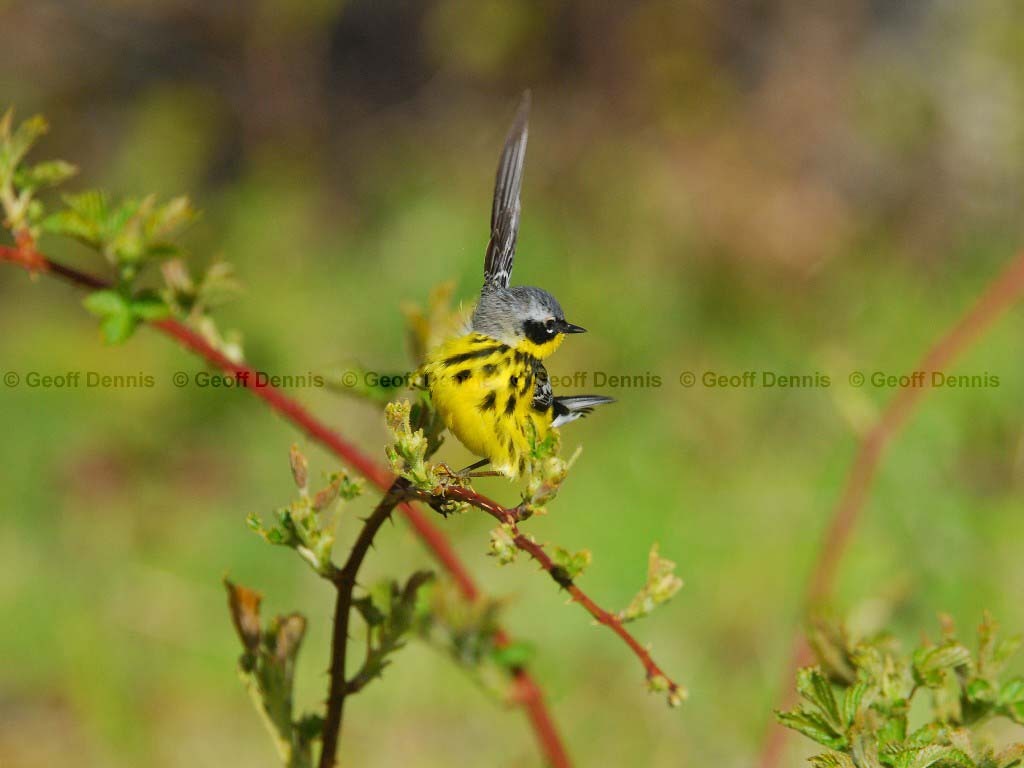 MAWA-AR_Magnolia-Warbler