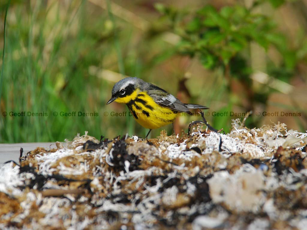 MAWA-AS_Magnolia-Warbler