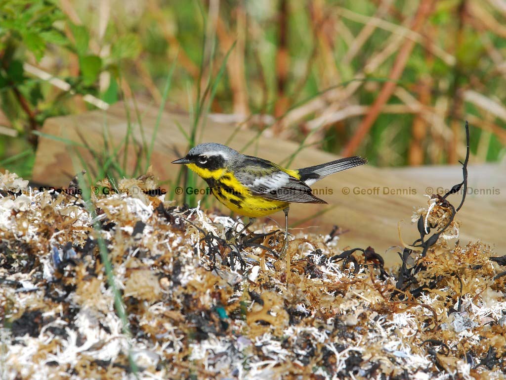 MAWA-AT_Magnolia-Warbler