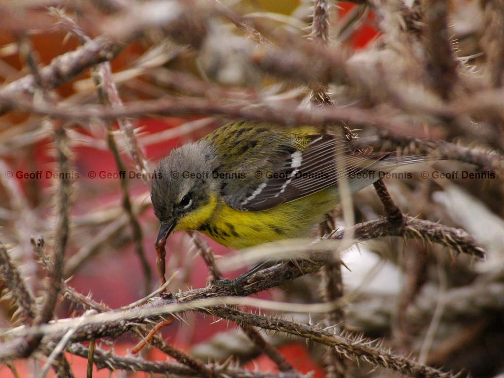 MAWA-AU_Magnolia-Warbler