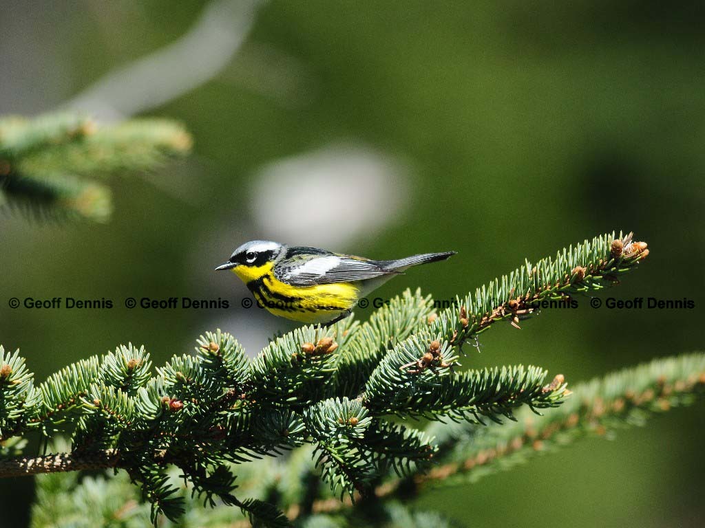 MAWA-AV_Magnolia-Warbler