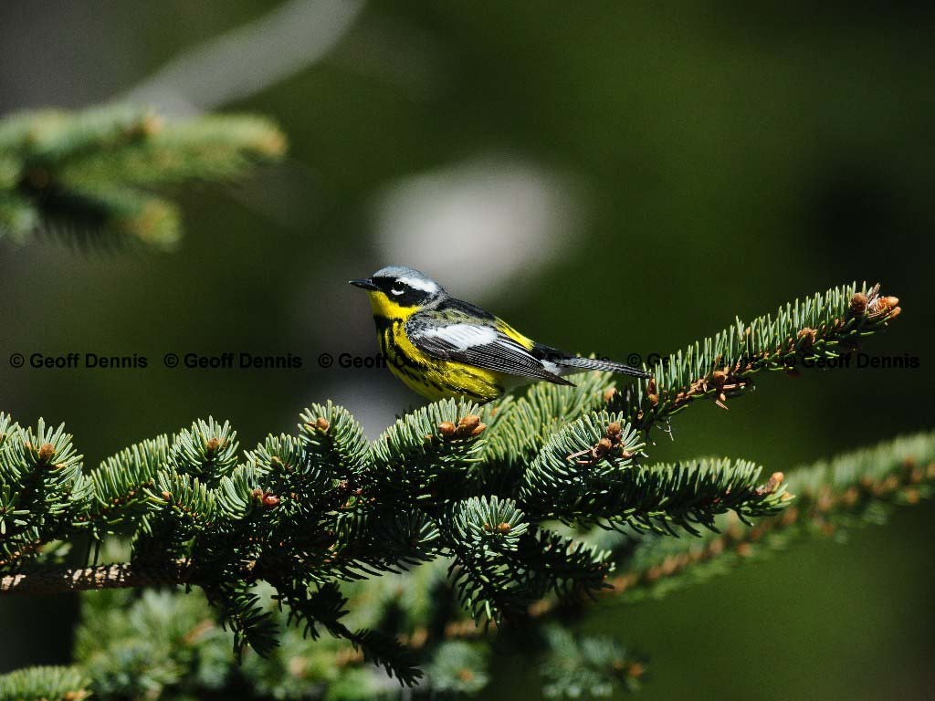 MAWA-AW_Magnolia-Warbler