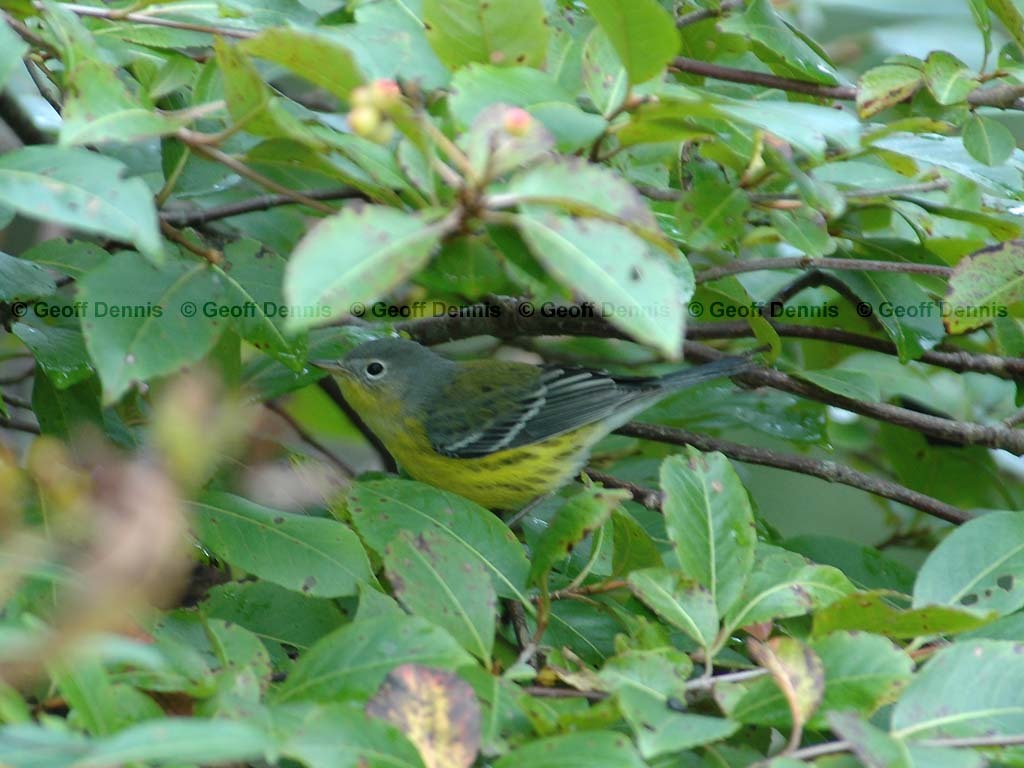 MAWA-AX_Magnolia-Warbler