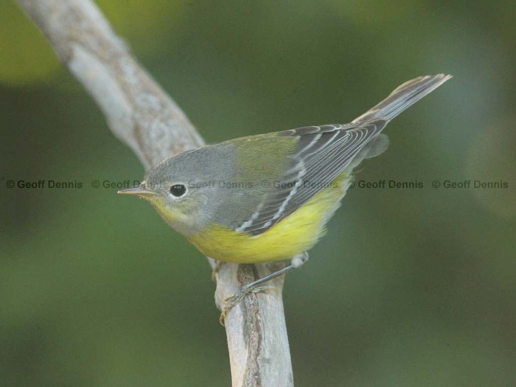 MAWA-AY_Magnolia-Warbler