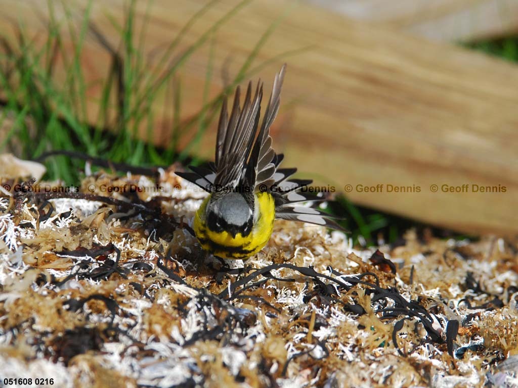 MAWA-AZ_Magnolia-Warbler