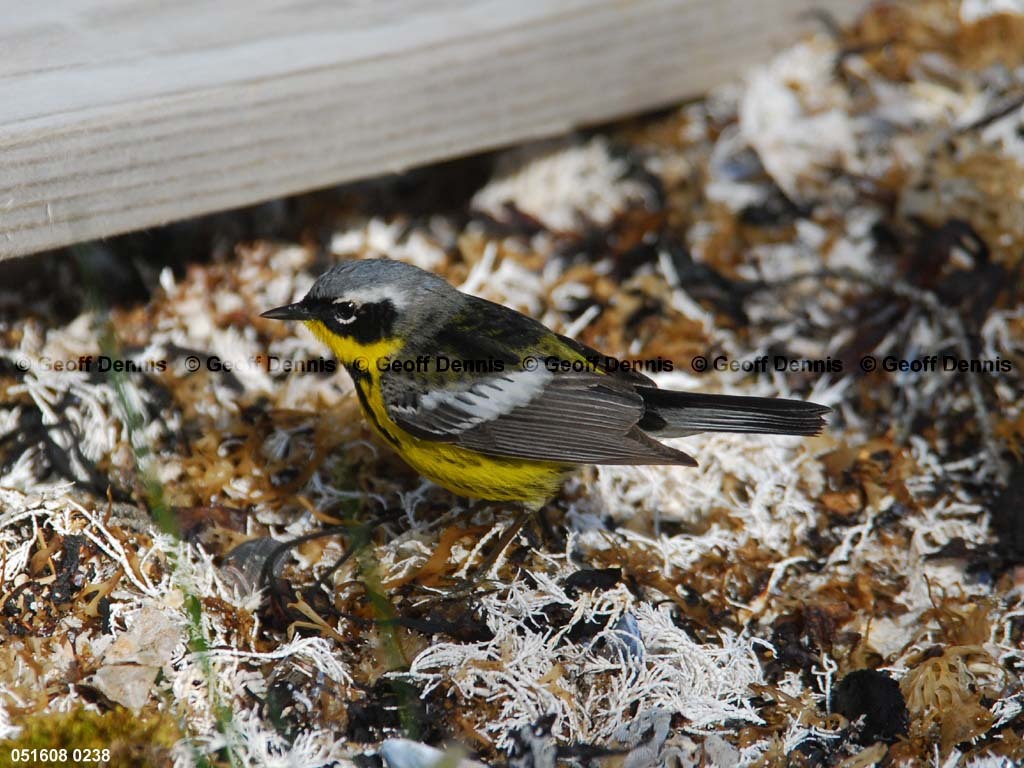 MAWA-BA_Magnolia-Warbler