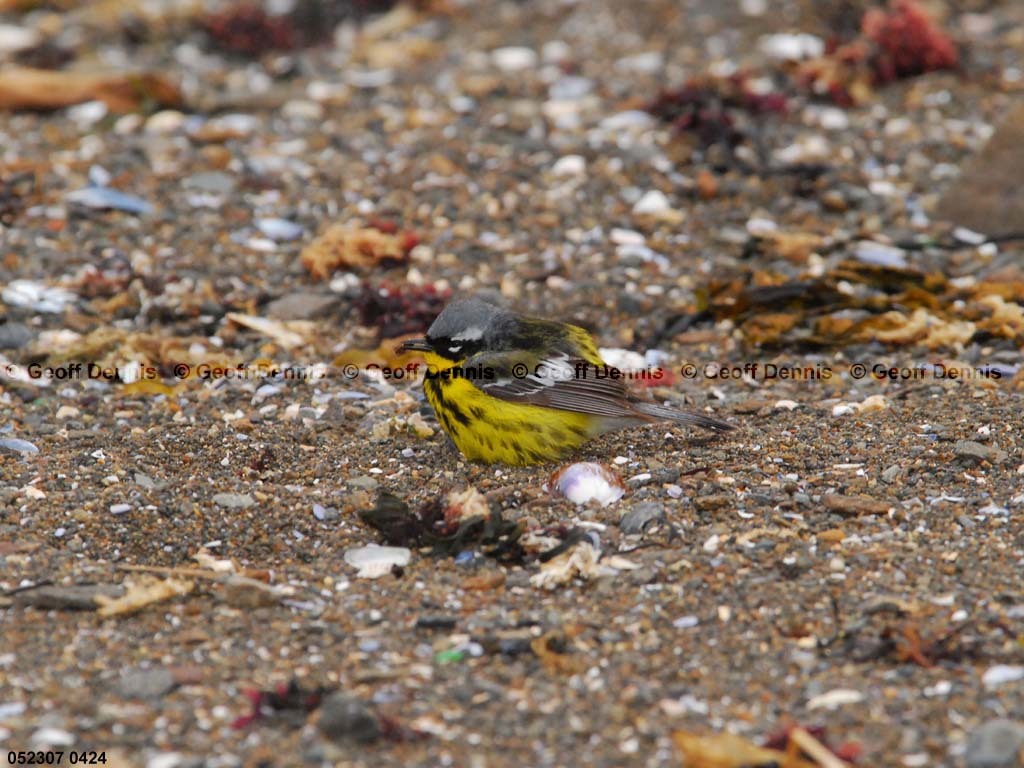 MAWA-BB_Magnolia-Warbler