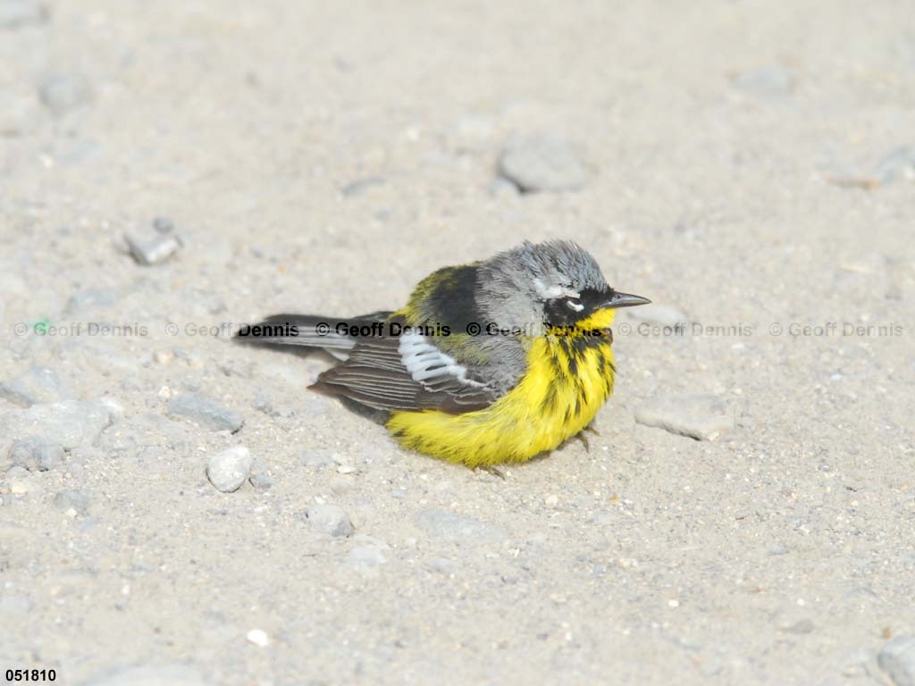 MAWA-BC_Magnolia-Warbler