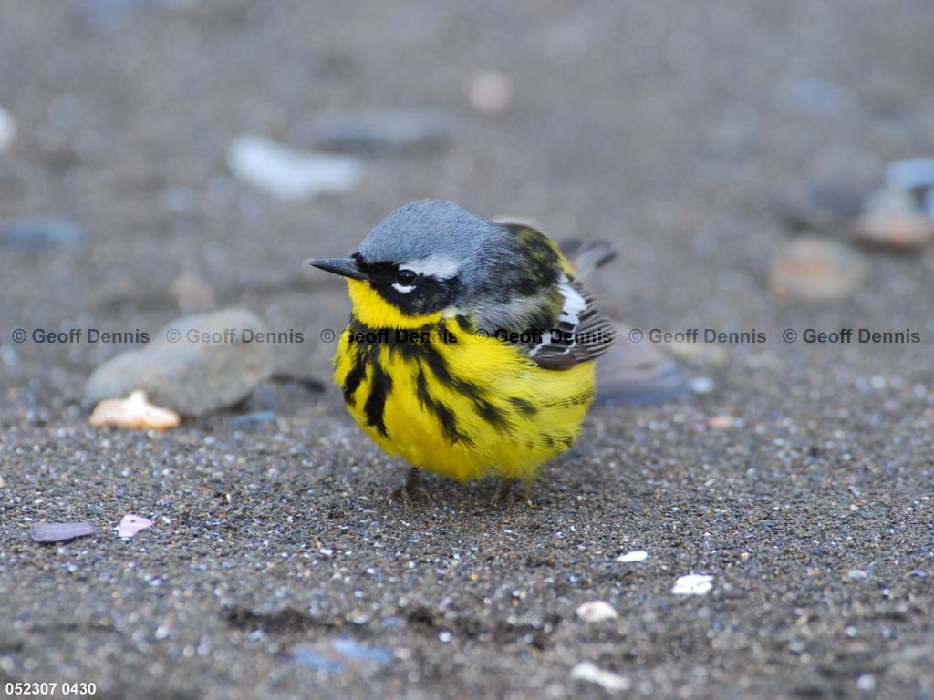 MAWA-BD_Magnolia-Warbler