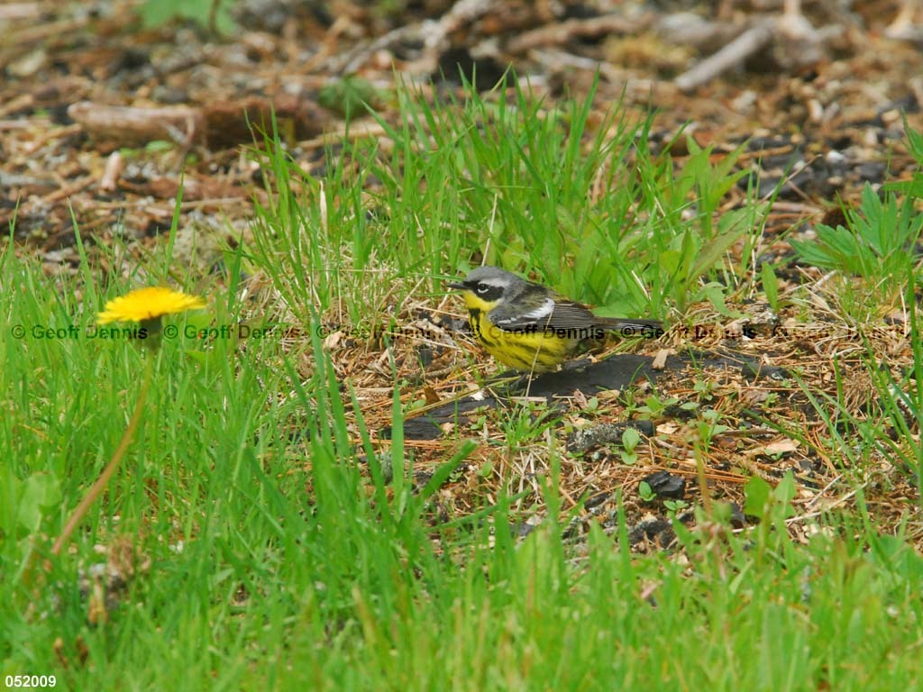 MAWA-BE_Magnolia-Warbler